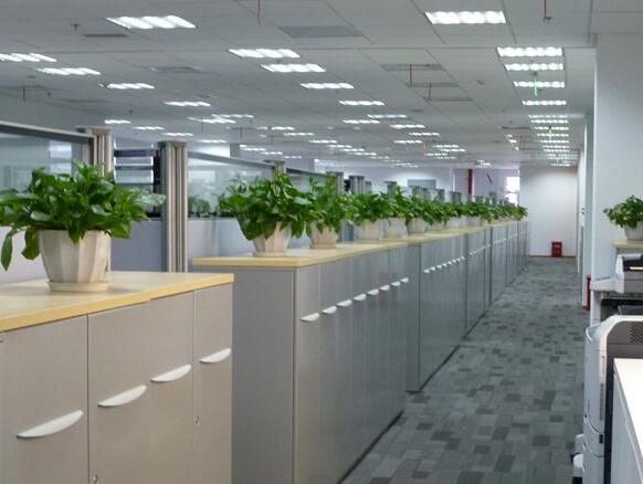 办公室植物租赁.jpg