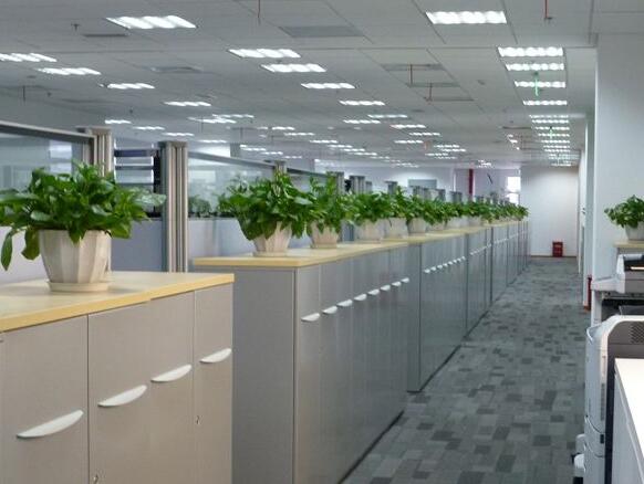 办公室植物租赁.jpg