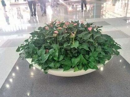 植物租赁.jpg